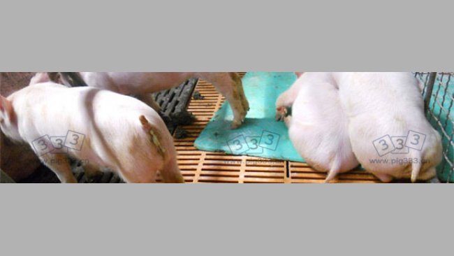 仔猪爆发PED后表现呕吐、消瘦、腹泻等症状