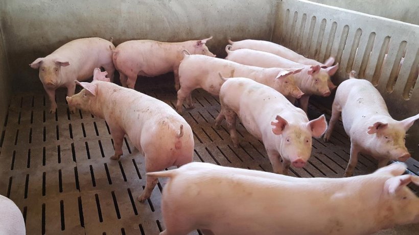 Photo 1. The gilt’s age on arrival determines the length of the available health acclimation period. Although as a rule of thumb, the longer the better, our experts determine that 8 weeks is the bare minimum time needed.
