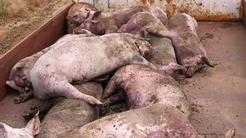 Figure 3. Numerous dead and dying pigs on the affected farm site.