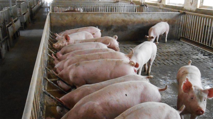 Figure 2. Typical breeder and finisher pig accommodation on affected farm.
