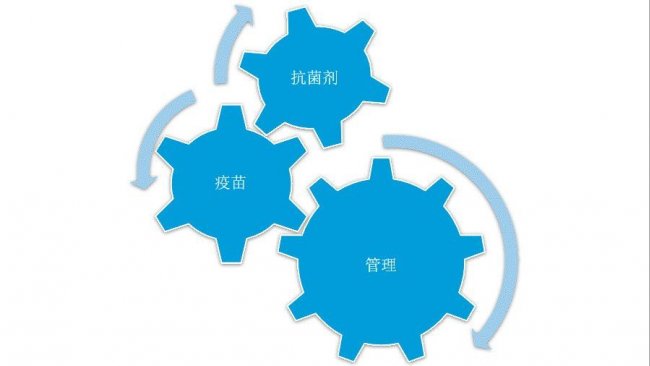 图1:综合控制策略,可有效控制猪肺炎支原体。