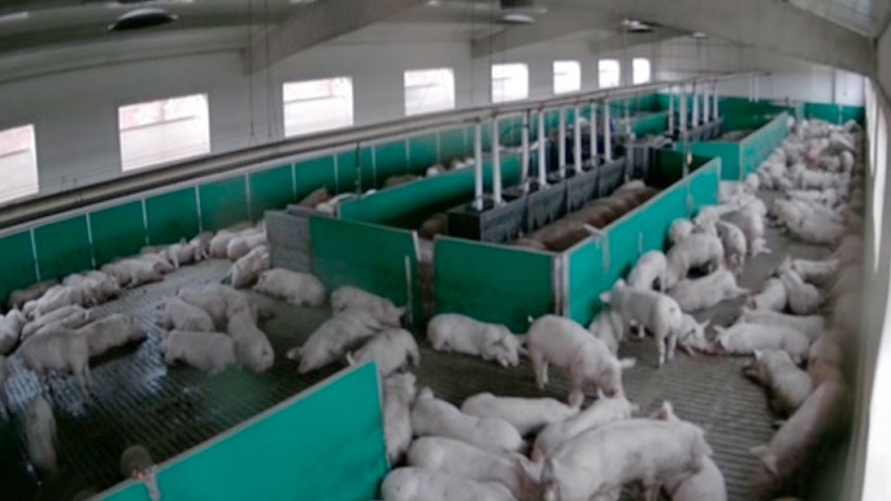 Figure 3: Finishing barn using 100% of the space, including the load preparation area.