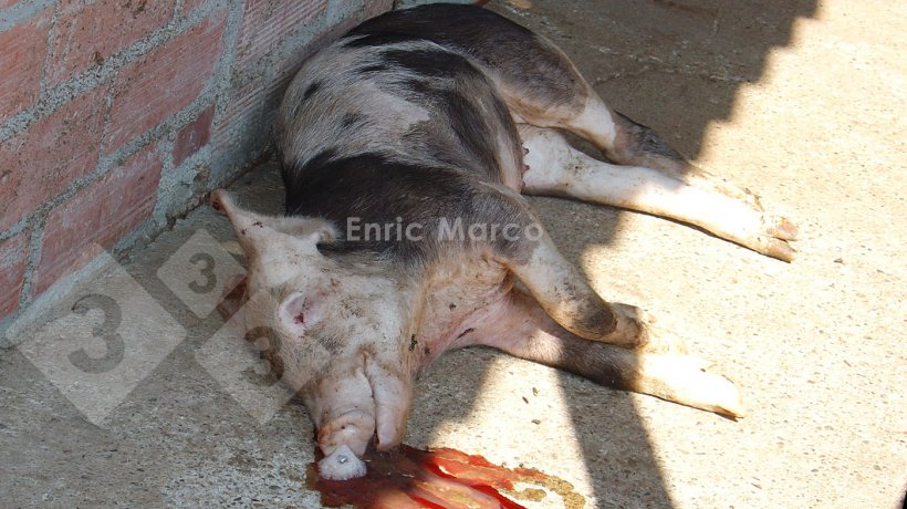 照片1:因放线杆菌引起的肺炎而死亡的猪